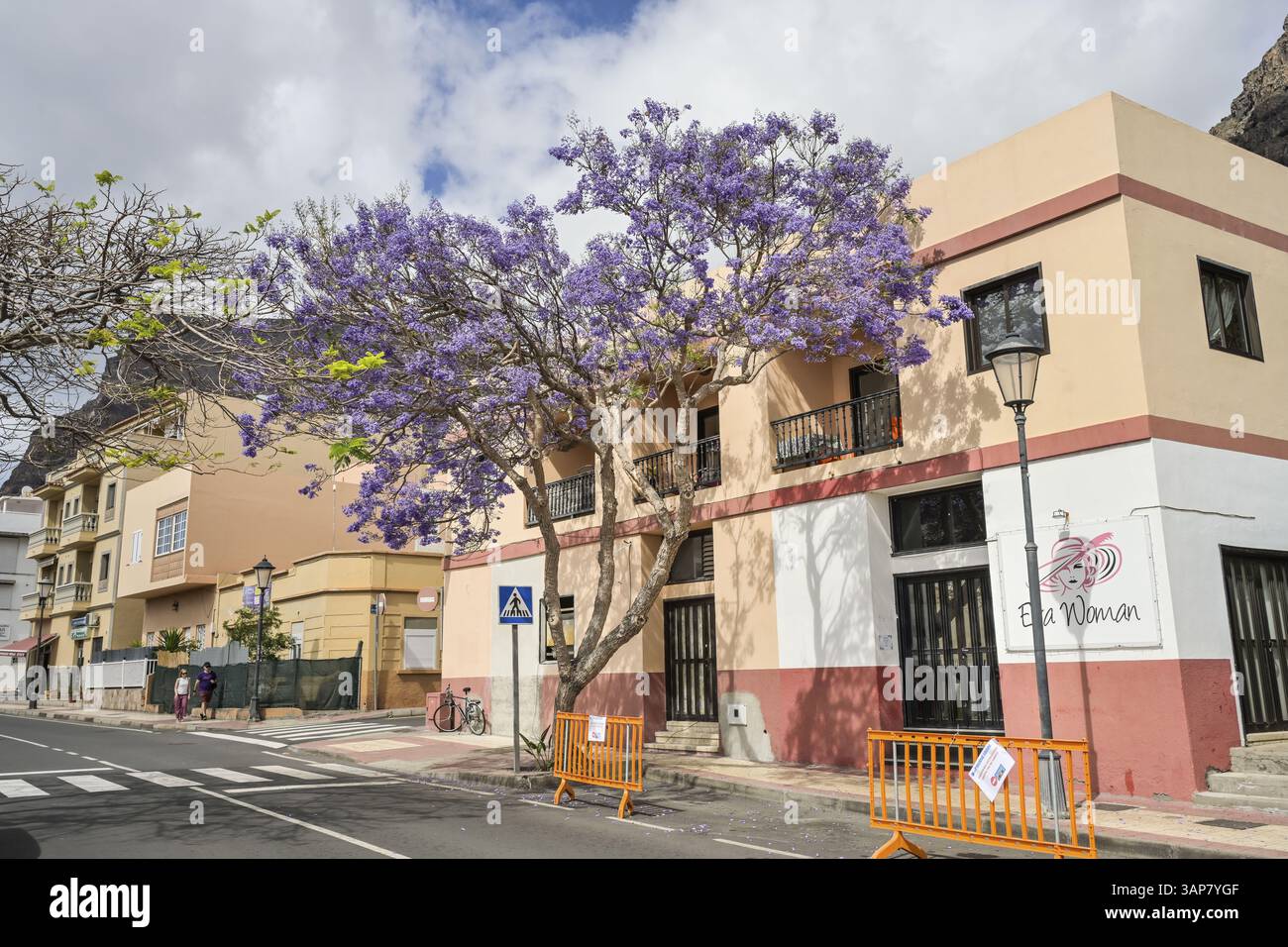 Bois de rose en fleurs (Jacaranda mimosifolia), Valle Gran Rey, la Gomera, Espagne, Europe Banque D'Images