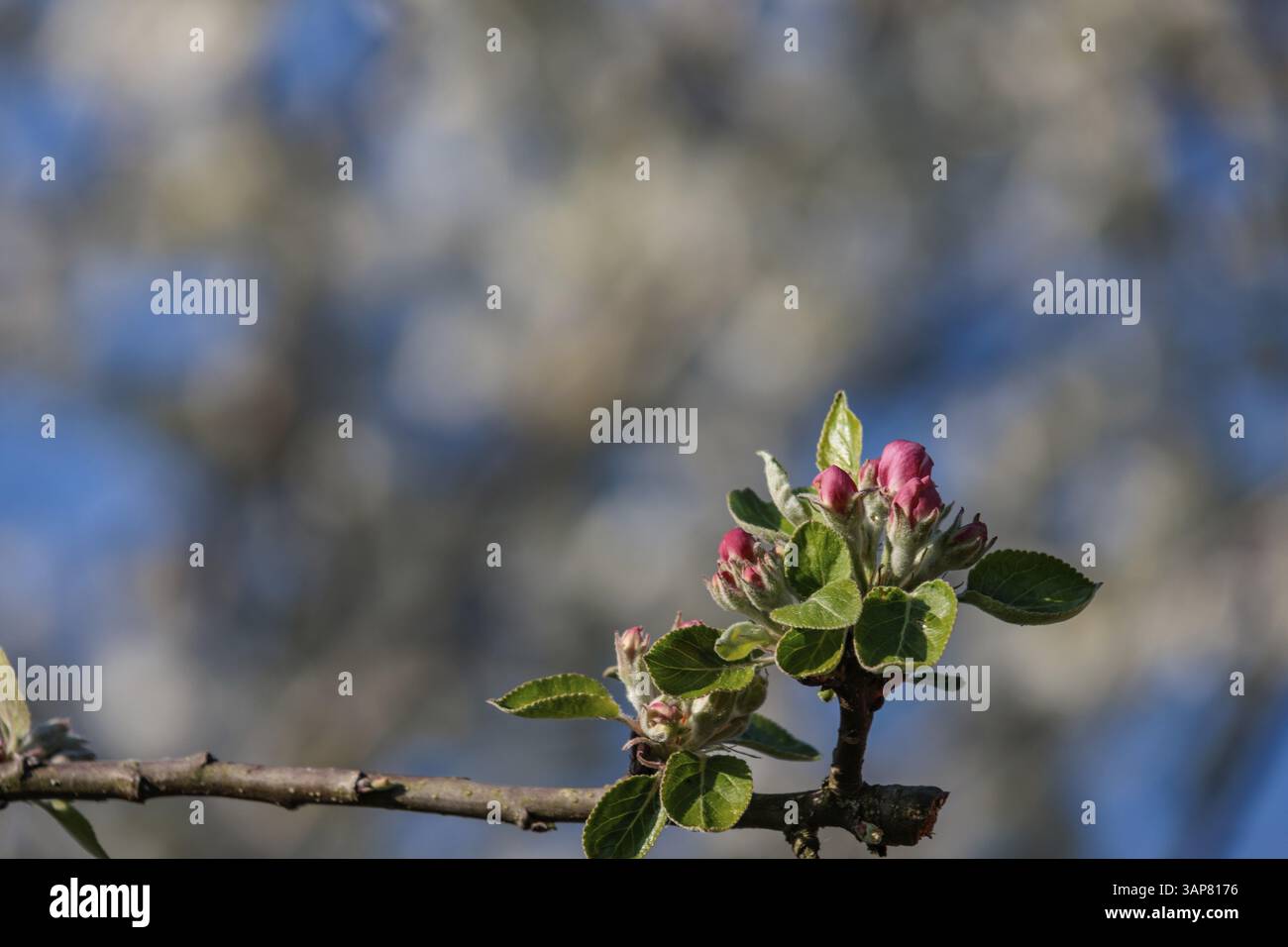 Bourgeons de fleur de pomme sur une branche avec le ciel bleu en arrière-plan, Borken, Muensterland, Allemagne, Europe Banque D'Images