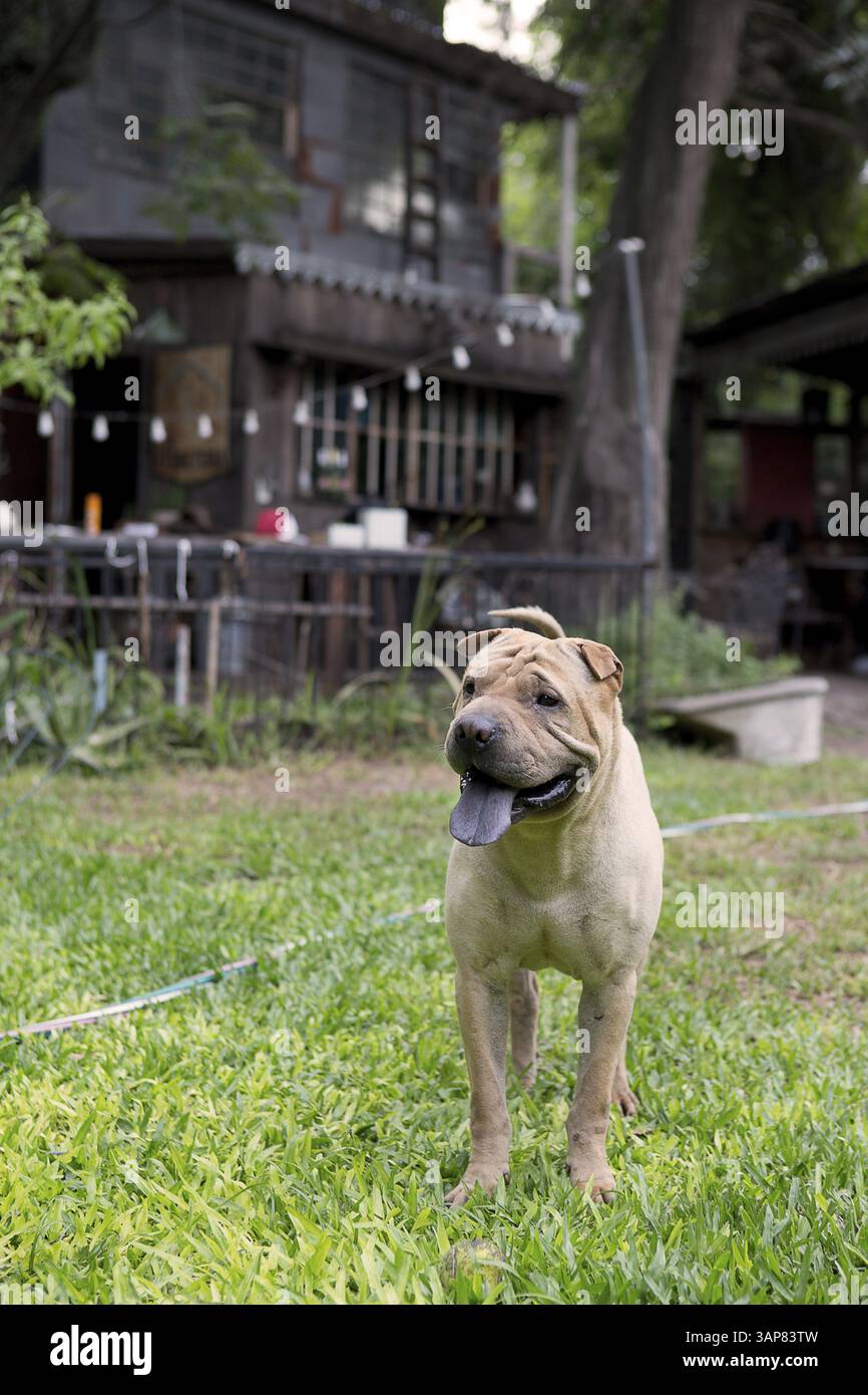 Shar-Pei chinois dans un jardin à Buenos Aires, Argentine 2016 Banque D'Images