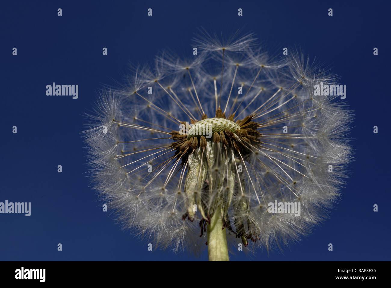 Pissenlit pissenlit Banque D'Images