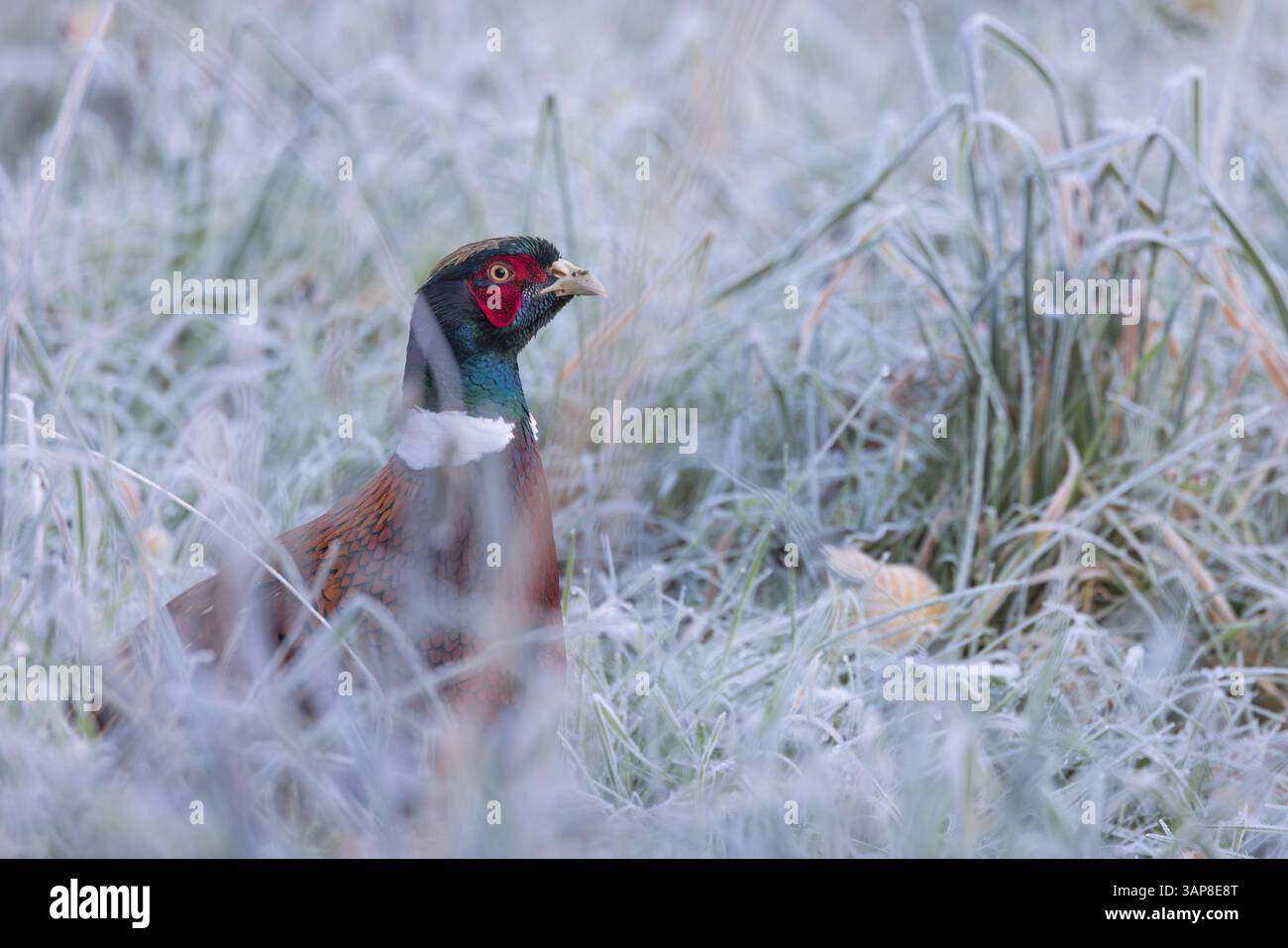 Faisan [ Phasianus colchicus ] oiseau mâle parmi les longues herbes givrées Banque D'Images