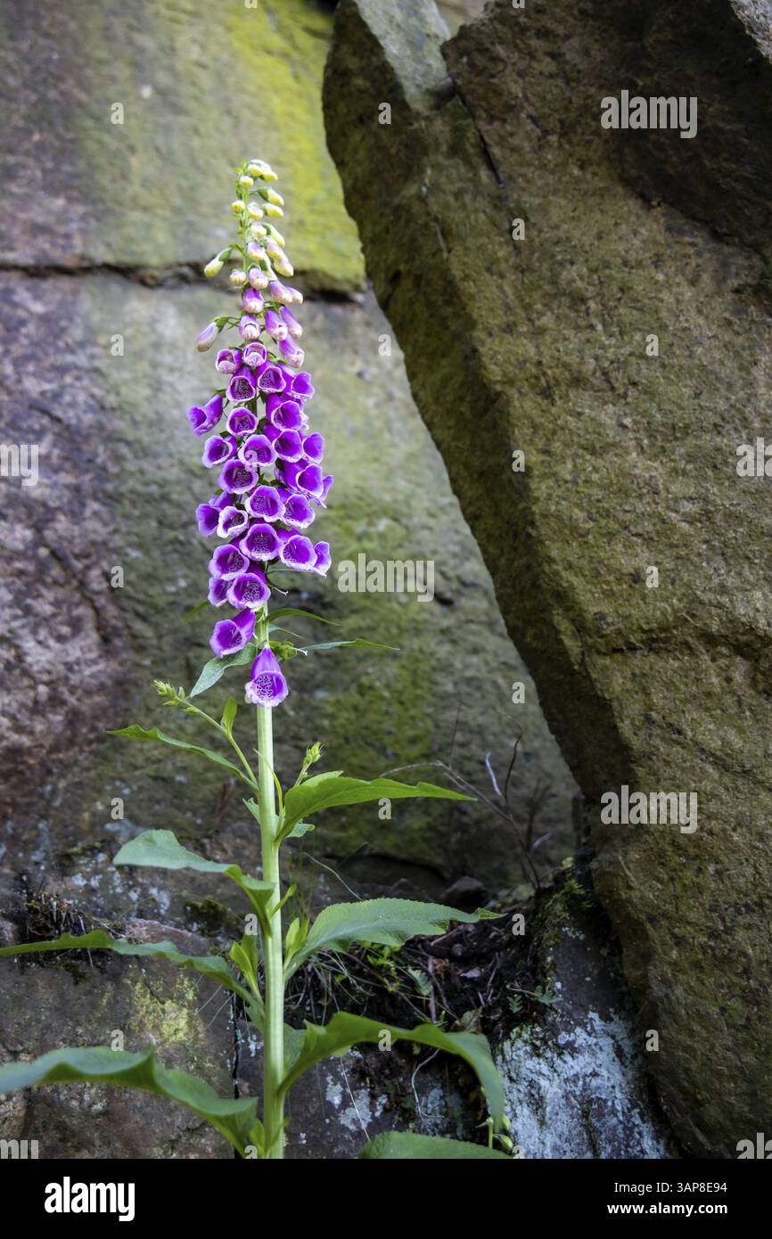 Plante médicinale Common foxglove Digitalis dans la forêt Banque D'Images