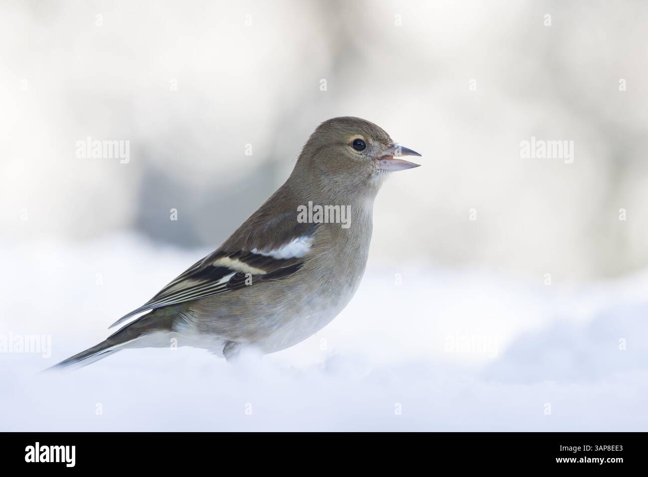 Chaffinch [ Fringilla coelebs ] oiseau femelle sur le sol dans la neige Banque D'Images