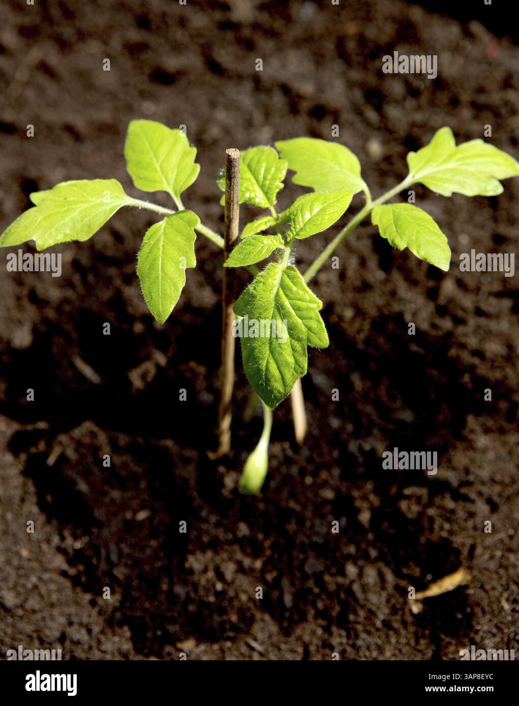 Semis de tomate sur le chemin de la plante Banque D'Images