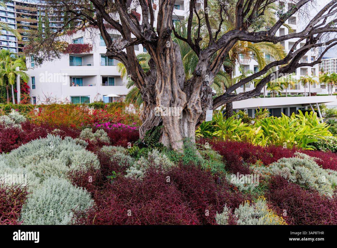 Ancien olivier dans la ville de Funchal, capitale de l'île de Madère, Portugal Banque D'Images