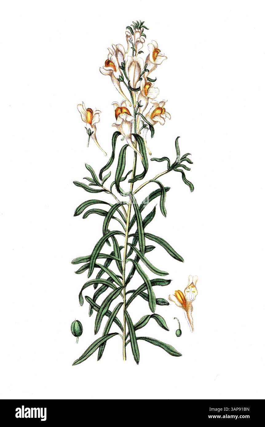 Antirrhinum linaria, Linaria vulgaris, Toadflax commun, reproduction numérique d'un modèle historique, entre 1790 et 1810 (Botanica Pharmaceutica d'Andreas Friedrich Happe) Banque D'Images