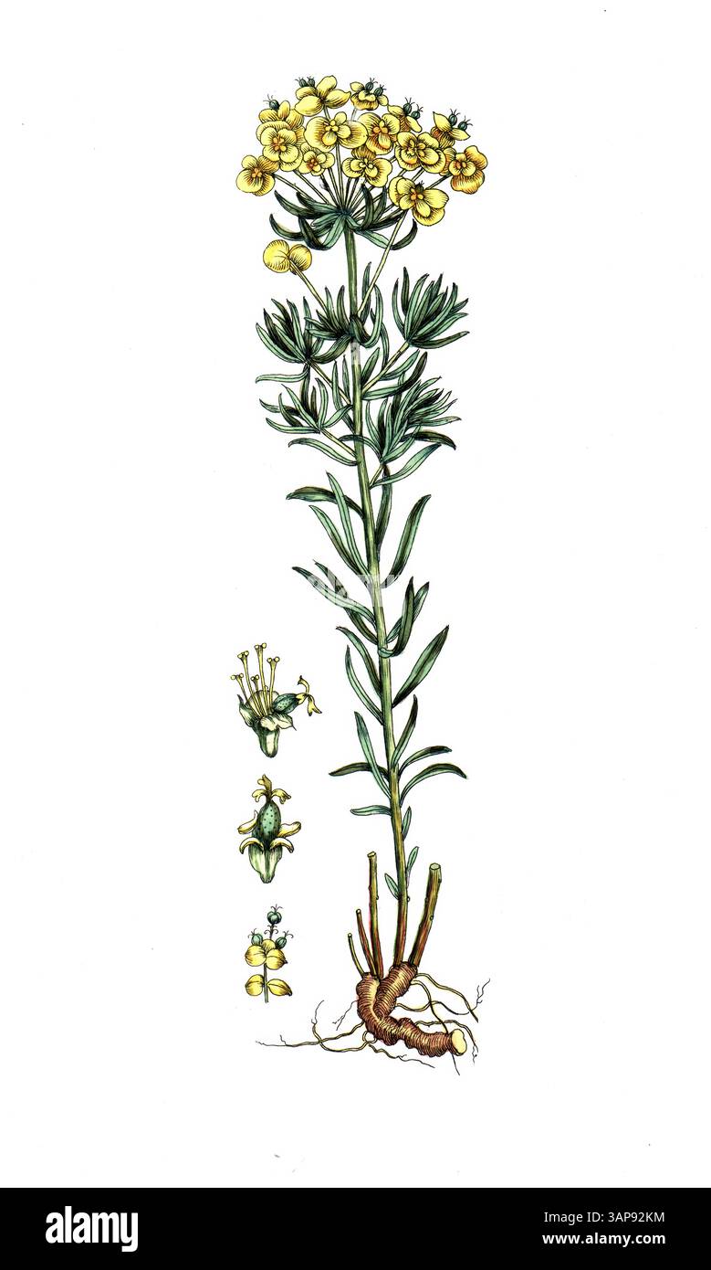 Euphorbia cyparissias, Cypress Spurge, reproduction numérique d'un modèle historique, entre 1790 et 1810, (Botanica Pharmaceutica d'Andreas Friedrich Happe) Banque D'Images