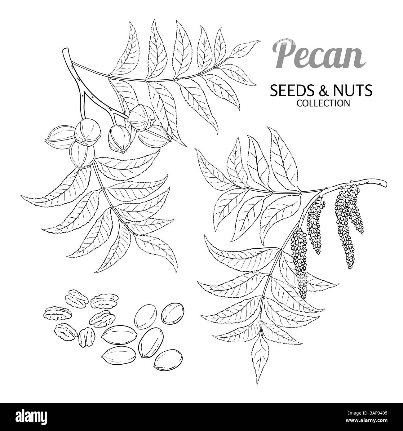 Illustration du contour des écrous de branche de pécan. Illustration de Vecteur
