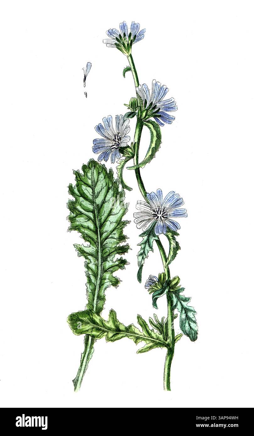Cichorium endivia. Endive, reproduction numérique d'un modèle historique, entre 1790 et 1810 (Botanica Pharmaceutica d'Andreas Friedrich Happe) Banque D'Images