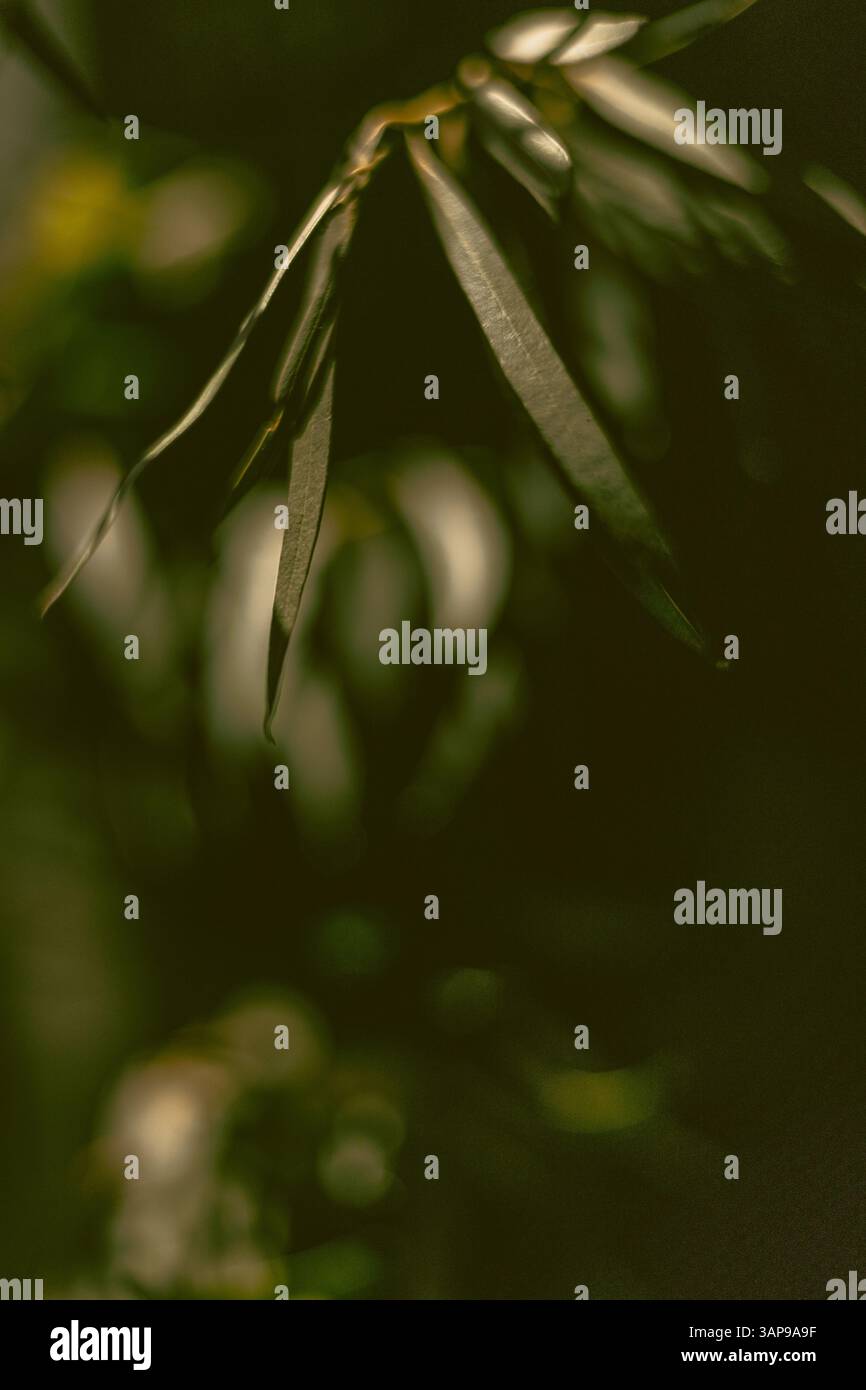 Fond abstrait minimal pour la présentation d'un produit cosmétique. feuilles sur un fond vert. Banque D'Images