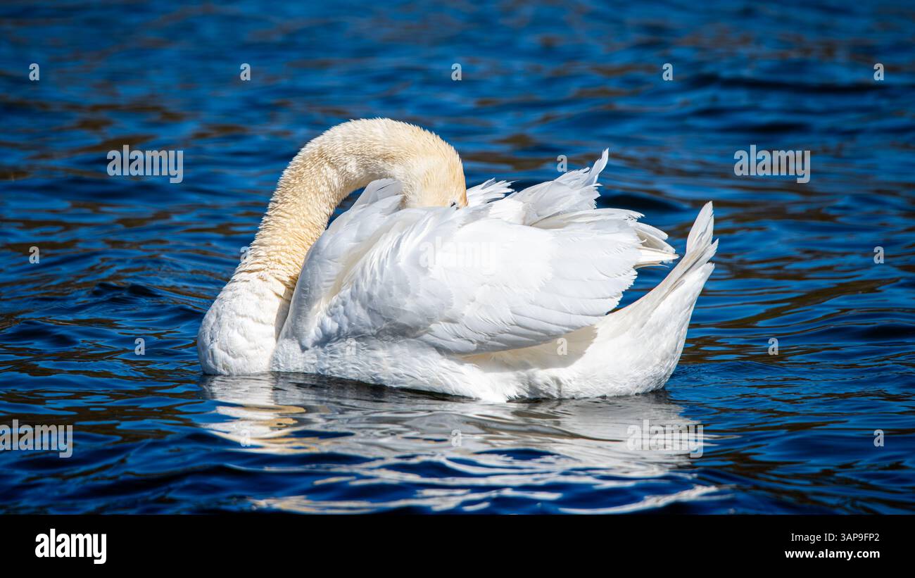 Cygne avec sa tête cachée derrière. Banque D'Images