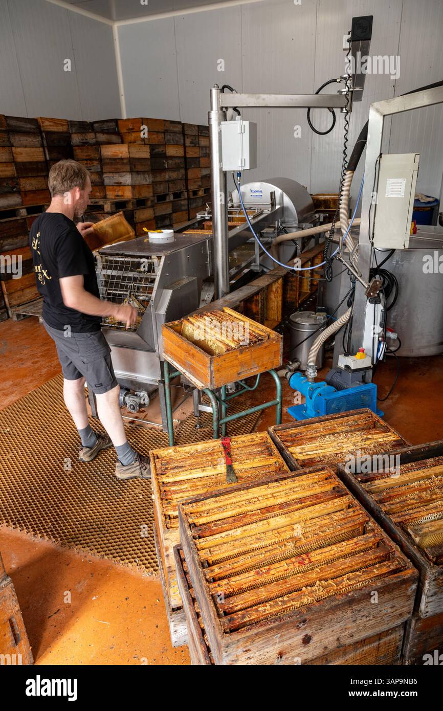 Apiculture (apiculture) : ferme apicole, laboratoire d'extraction de miel. Apiculteur (apiculteur) plaçant des cadres de ruches en bois dans l'extracteur pour recueillir le miel Banque D'Images