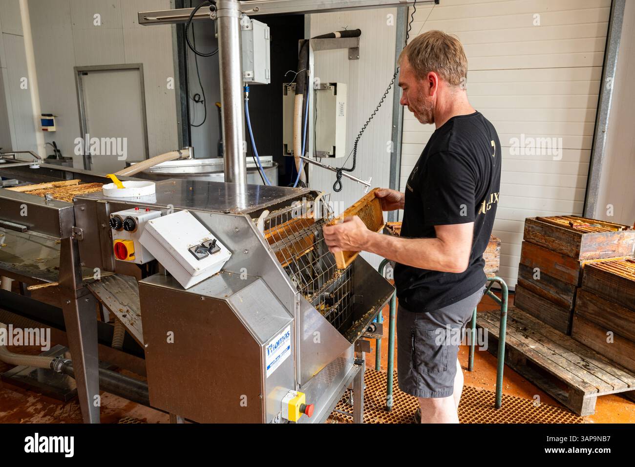 Apiculture (apiculture) : ferme apicole, laboratoire d'extraction de miel. Apiculteur (apiculteur) plaçant des cadres de ruches en bois dans l'extracteur pour recueillir le miel Banque D'Images