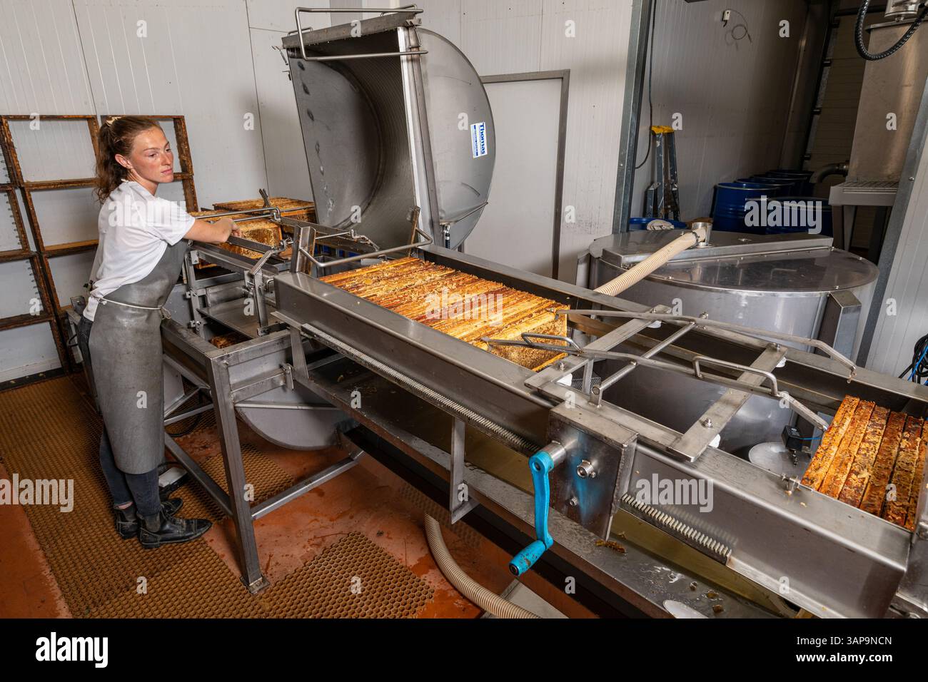 Apiculture (apiculture) : ferme apicole, laboratoire d'extraction de miel. Femme, apiculteur (apiculteur) plaçant des cadres de ruche en bois dans l'extracteur pour recueillir Banque D'Images