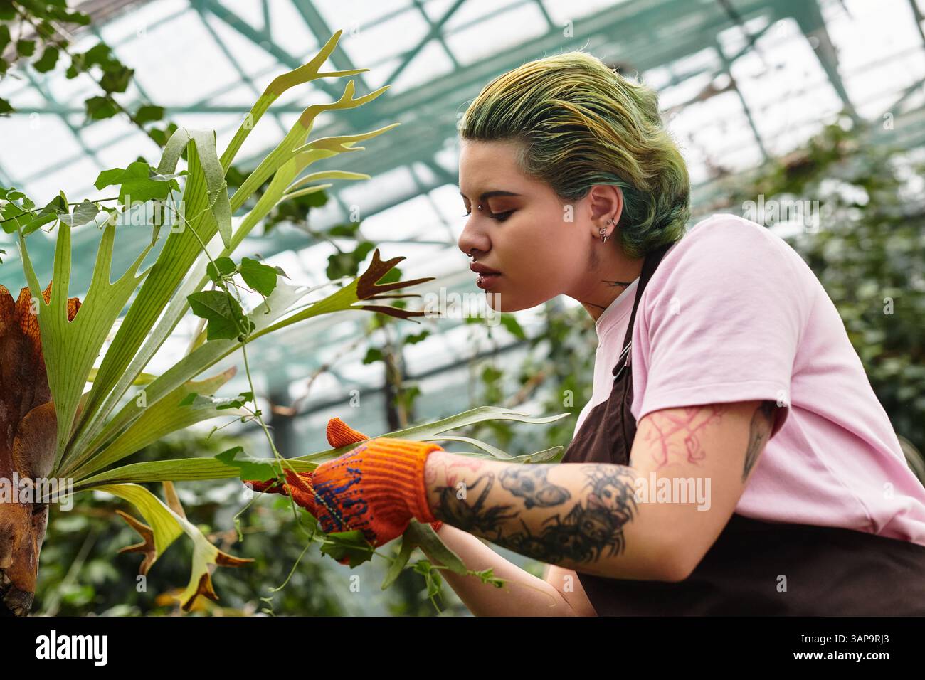 Une jeune femme dévouée a tendance à luxuriante plantes dans une serre avec une attention particulière. Banque D'Images