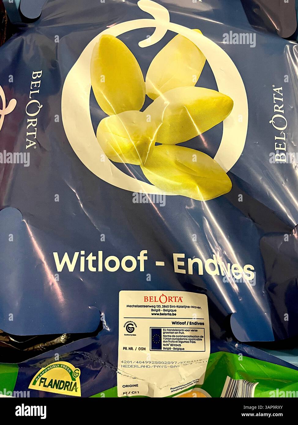 Paquet d'endives witloof étiqueté par Belocarta, également connu sous le nom d'endives belges ou chicorée, arrangé pour la vente au détail ou en gros dans un emballage protecteur Banque D'Images