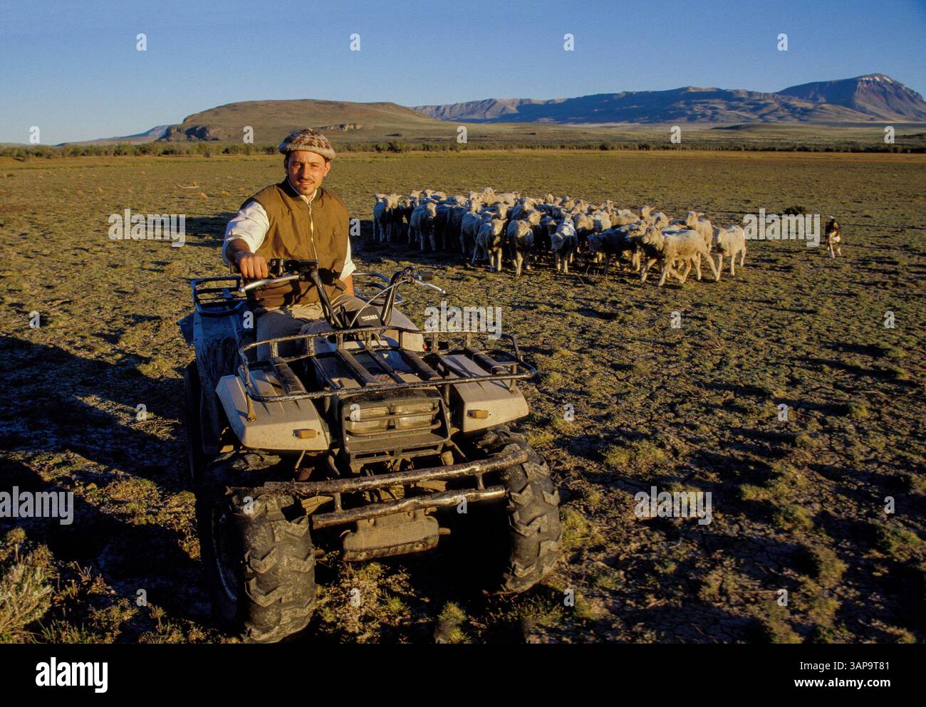 Argentine, El Calafate, Patagonie - gaucho moderne sur un quad au lieu d'un cheval avec un troupeau de moutons mérinos devant les Andes. Banque D'Images