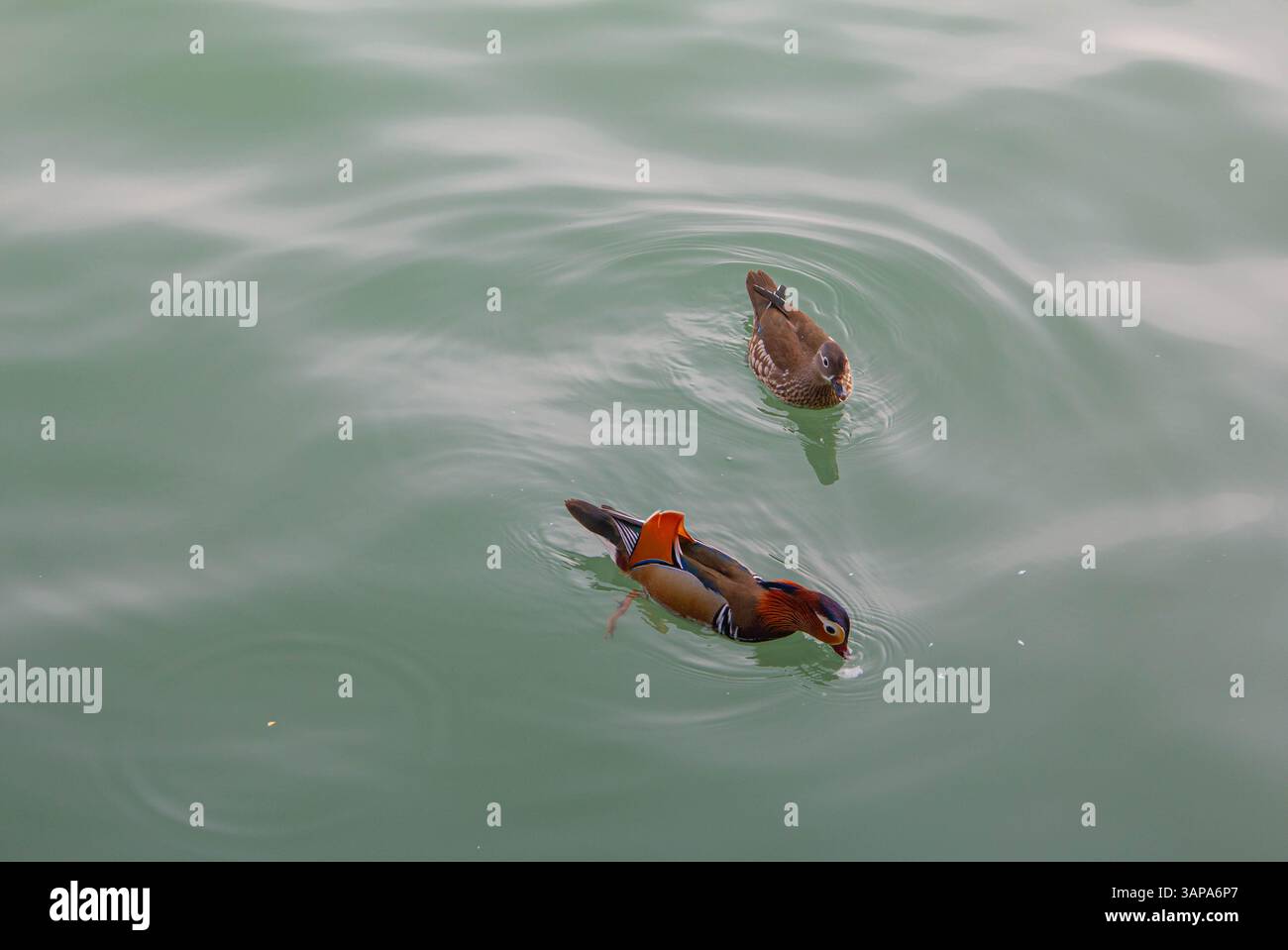 Cette photo capture une paire de canards mandarines se nourrissant sur l'eau. Le mâle présente un plumage vibrant, tandis que la femelle a des couleurs plus discrètes. Banque D'Images