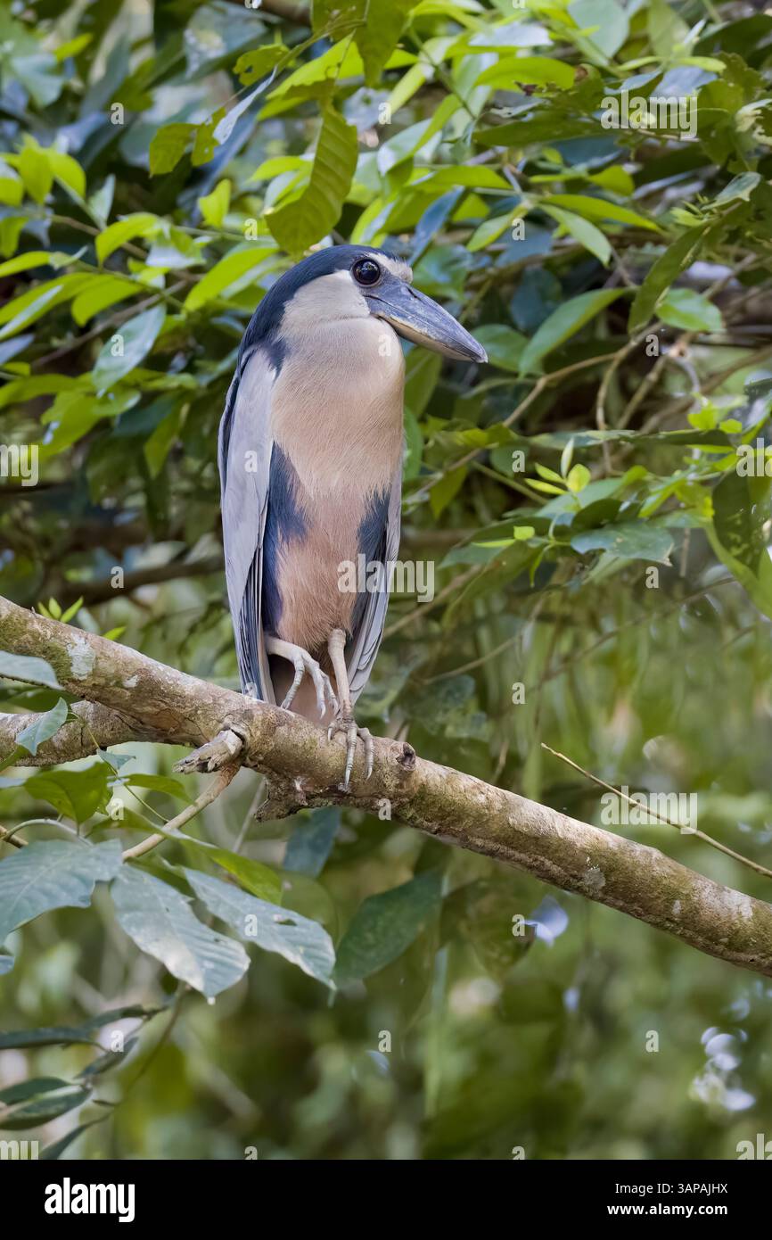 Héron à bec de bateau dans un arbre au Costa Rica Banque D'Images
