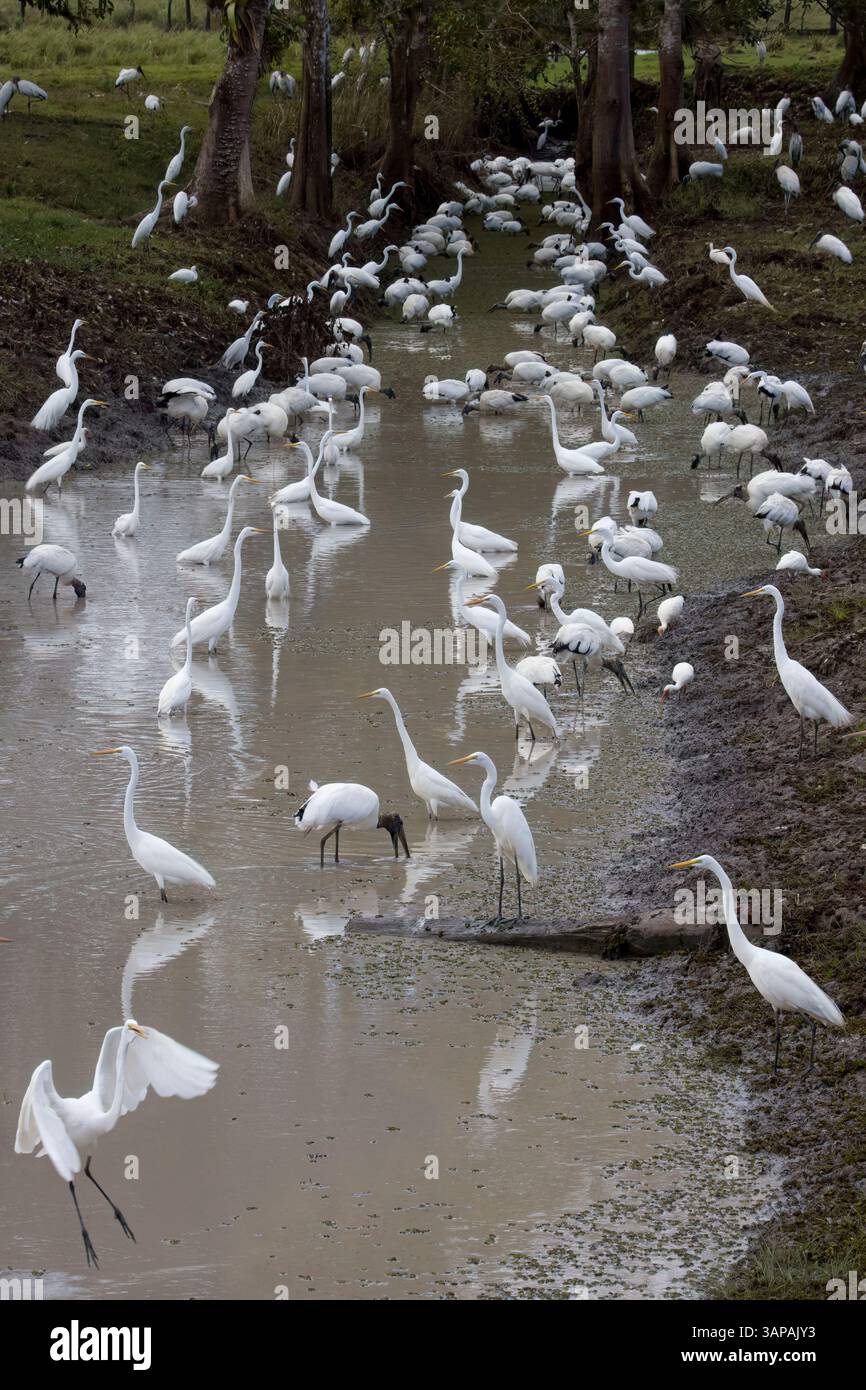 Grand groupe de grandes aigrettes et cigognes de bois dans un canal de drainage au Costa Rica. Banque D'Images
