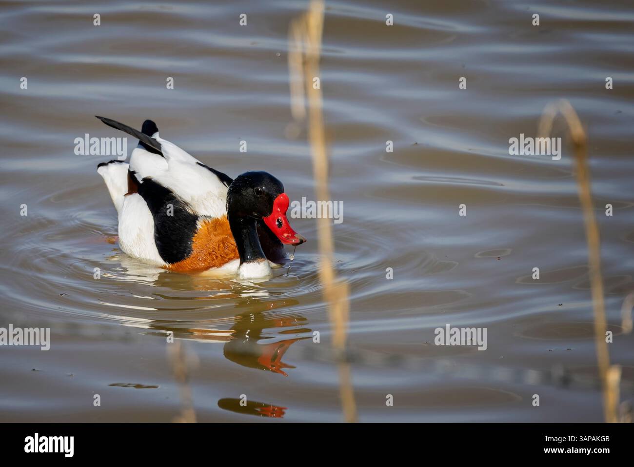 Gros plan d'un Shellduck avec bec rouge vif nageant à la surface du lac dans le Gloucestershire Banque D'Images