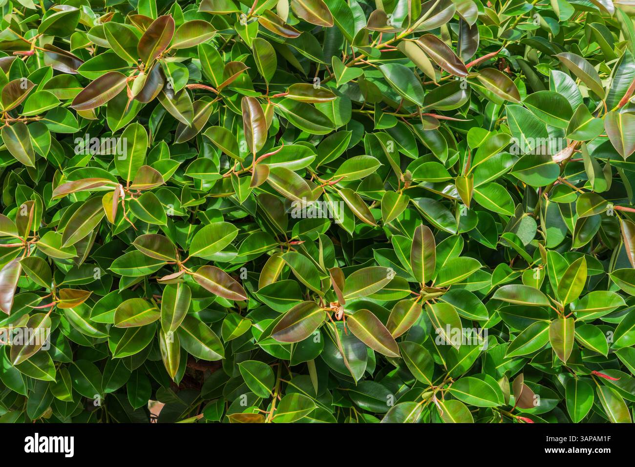 Cliché plein format de quelques feuillages de figue en caoutchouc dans une ambiance ensoleillée Banque D'Images