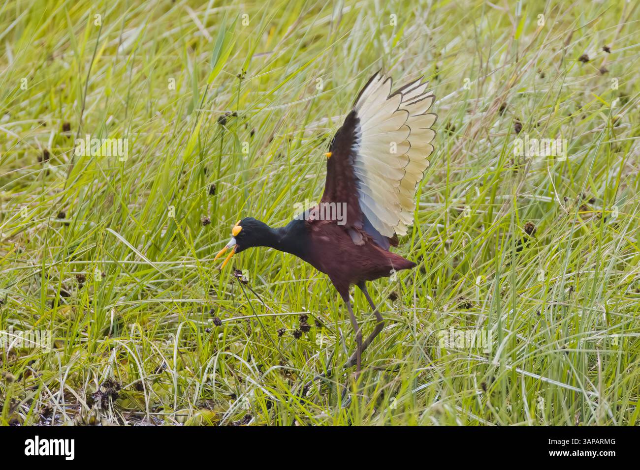 Débarquement adulte de Jacana du Nord au Costa Rica Banque D'Images