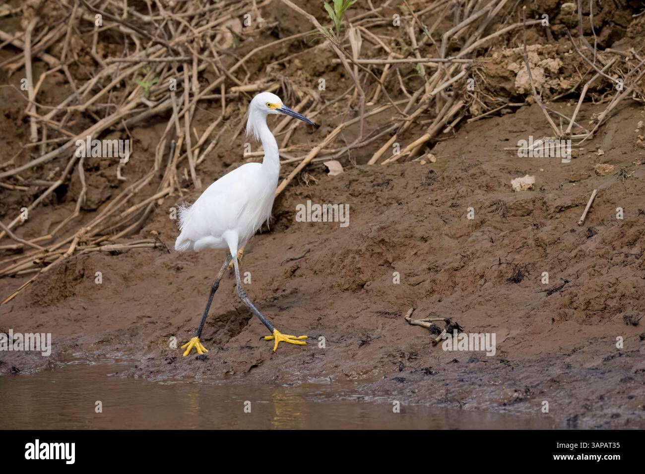 Aigrette enneigée sur une rive de rivière au Costa Rica Banque D'Images