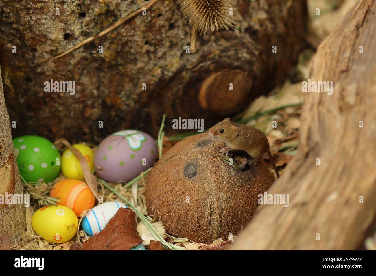 Une petite souris de récolte sur une coquille de noix de coco dans un enclos à façade de verre avec beaucoup de terriers. Cette minuscule créature est connue pour son agilité et son habitude unique de construire des nids sphériques en hauteur dans les herbes ou les cultures. 13 avril 2025, The New Forest Wildlife Park, Ashurst, Hampshire, Angleterre. Cette photographie est l'une des nombreuses prises lors d'une récente visite du parc. Banque D'Images