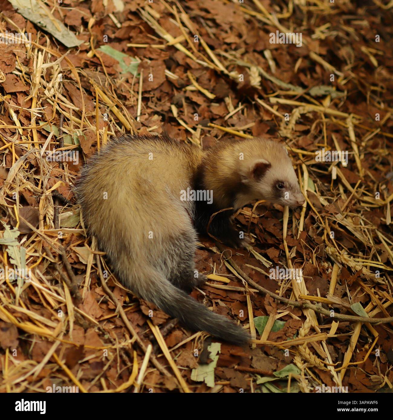 Un furet, niché dans un cadre naturel de feuilles séchées et de paille. Sa fourrure est un mélange de tons brun-jaune, avec des nuances plus foncées sur sa queue et son arrière-quart. Les furets ont la réputation d'être curieux, intelligents et très adaptables. 13 avril 2025, The New Forest Wildlife Park, Ashurst, Hampshire, Angleterre. Cette photographie est l'une des nombreuses prises lors d'une récente visite du parc. Banque D'Images