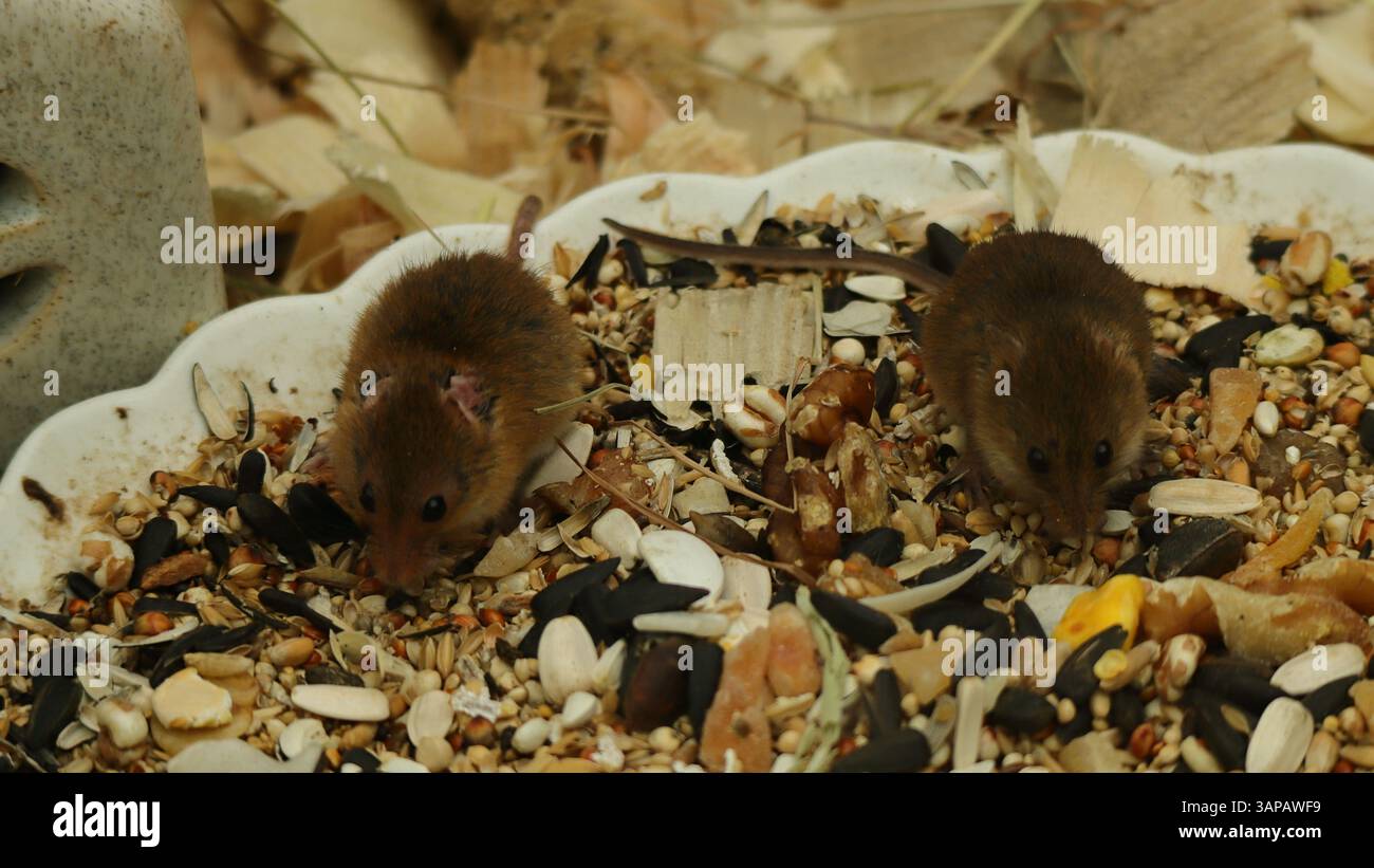 Deux petites souris de récolte brunes grignotant de la nourriture dans une enceinte vitrée avec beaucoup d'objets, de tunnels et de terriers. 13 avril 2025, The New Forest Wildlife Park, Ashurst, Hampshire, Angleterre. Cette photographie est l'une des nombreuses prises lors d'une récente visite du parc. Banque D'Images