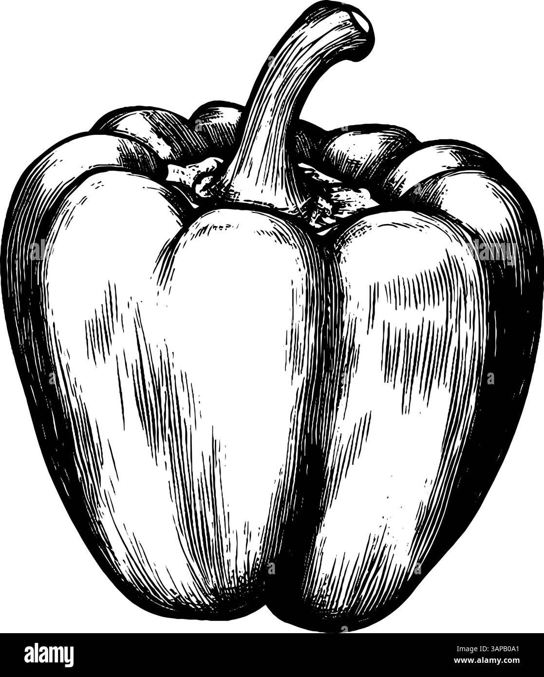 Cette œuvre présente une illustration détaillée gravée sur bois d'un poivron, soulignant sa forme et sa texture uniques. Le style vintage souligne son rôle dans la cuisine et la nutrition Illustration de Vecteur
