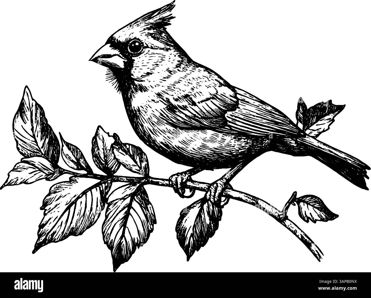 L'illustration détaillée de gravure sur bois représente un carton d'oeufs. Il contient huit œufs, présentant diverses formes et textures Illustration de Vecteur