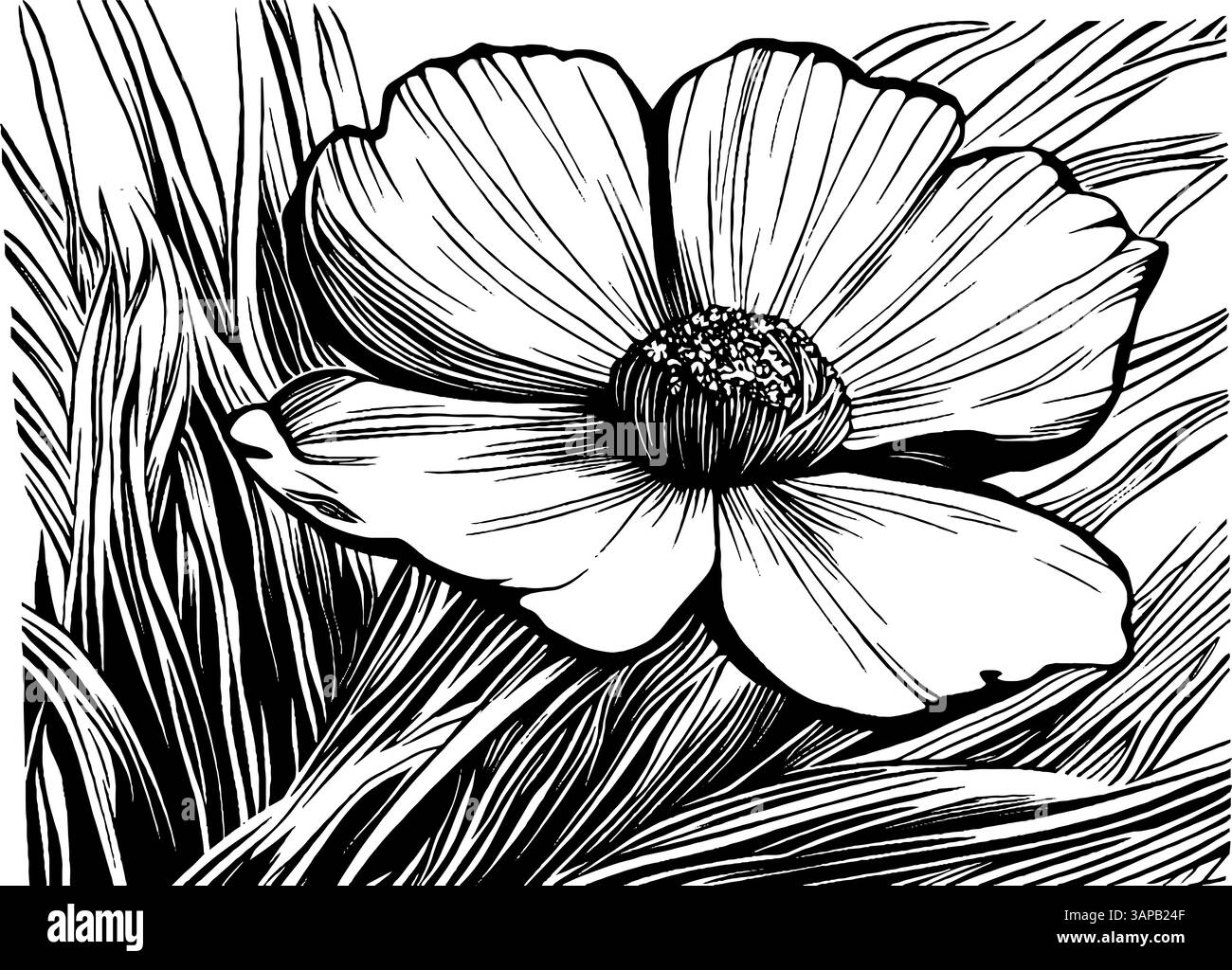 Cette illustration vintage gravée sur bois met en valeur des fleurs cosmos, caractérisées par leurs pétales délicats et leurs détails fins Illustration de Vecteur