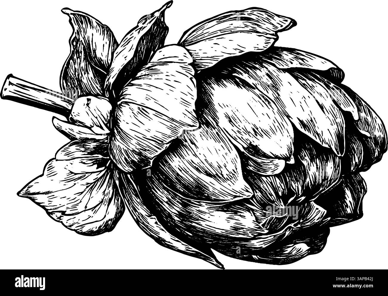 Cette œuvre d'art présente une gravure sur bois vintage d'un carton contenant des œufs frais, offrant un aperçu des premières pratiques de stockage des aliments Illustration de Vecteur