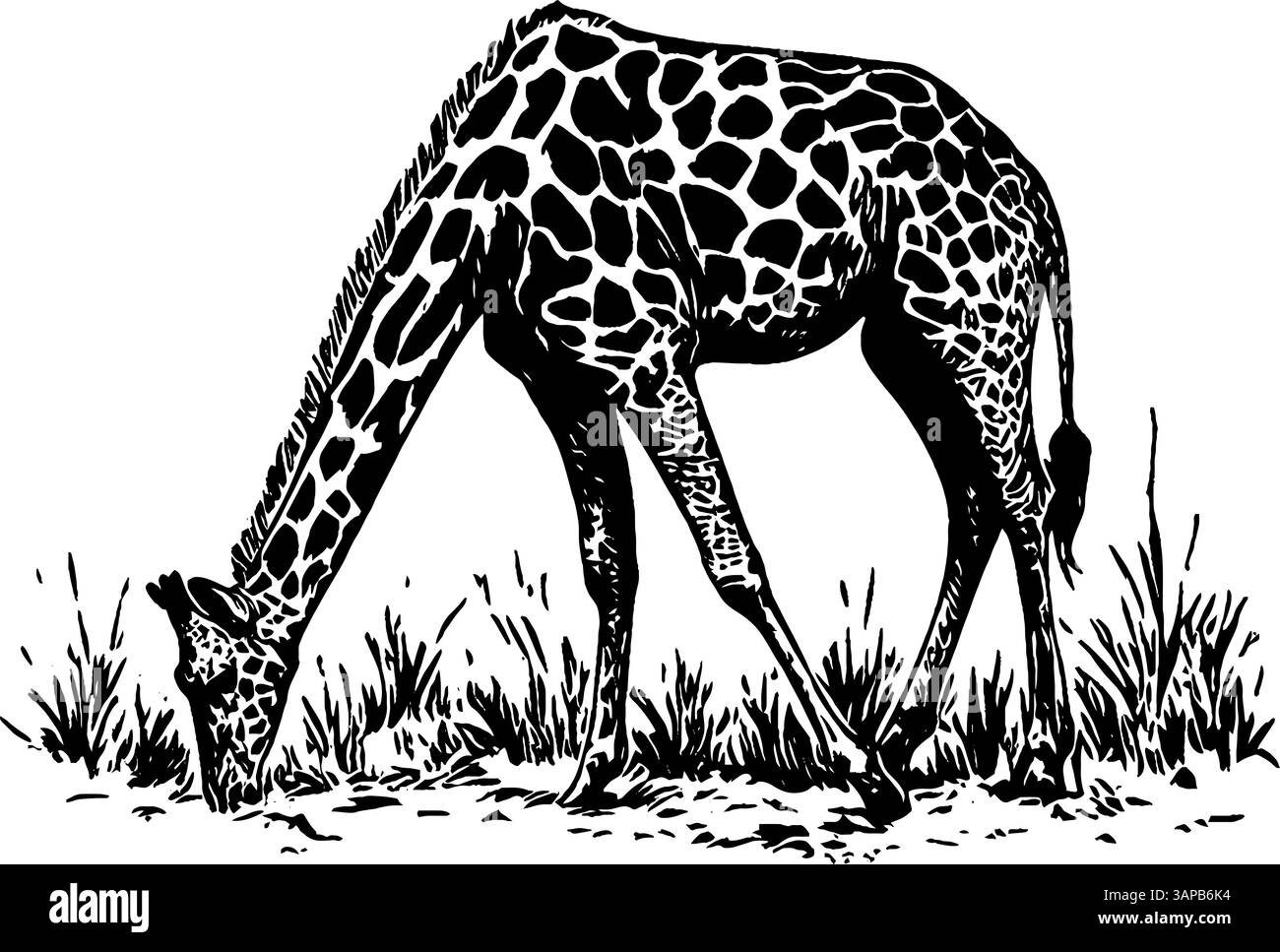 Cette œuvre d'art vintage gravée sur bois présente un bulbe d'ail avec des détails complexes et des textures en noir et blanc Illustration de Vecteur