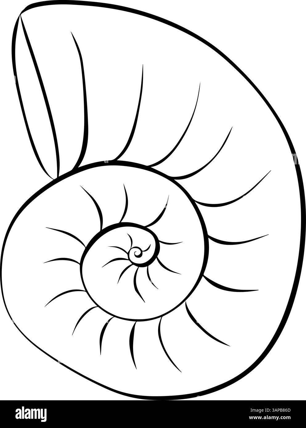 Illustration de coquille Nautilus. Icône d'encre de ligne graphique vectorielle. isolé sur fond transparent pour paquet, design de cuisine, tissu et textile. Illustration de Vecteur