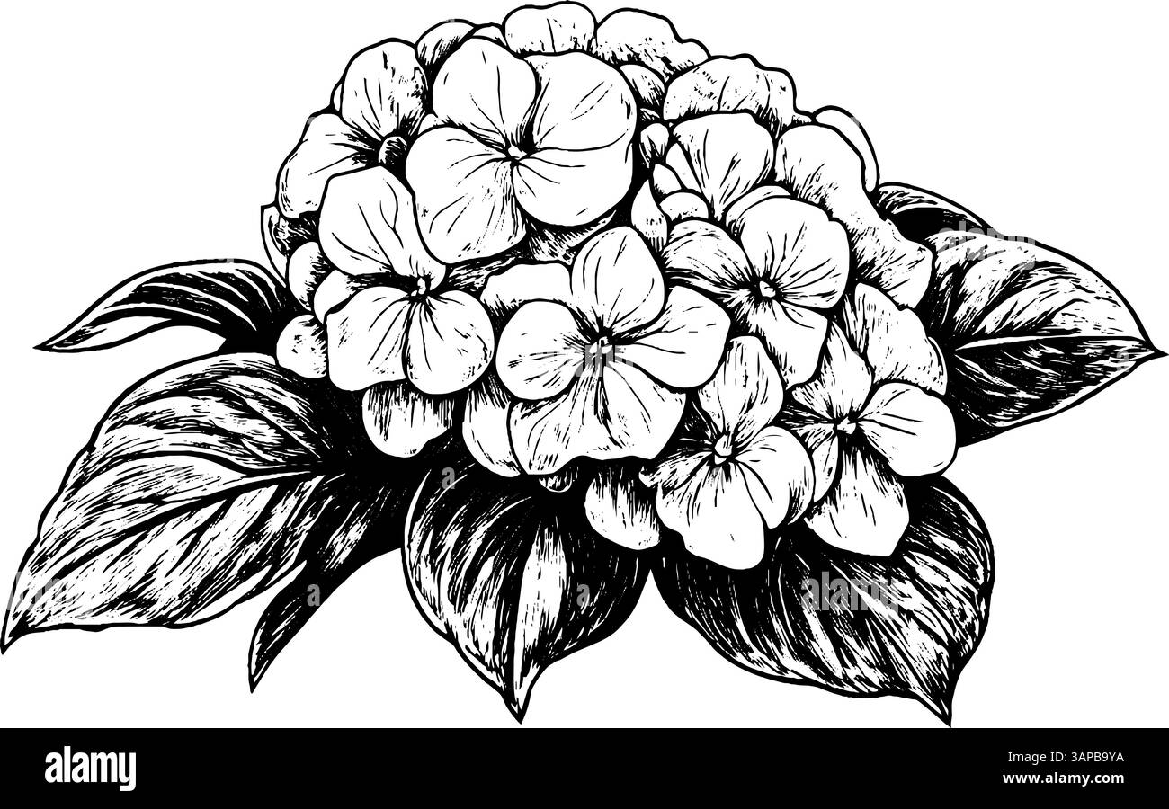 Cette gravure sur bois vintage illustre un colibri planant délicatement près d'une fleur en fleurs Illustration de Vecteur