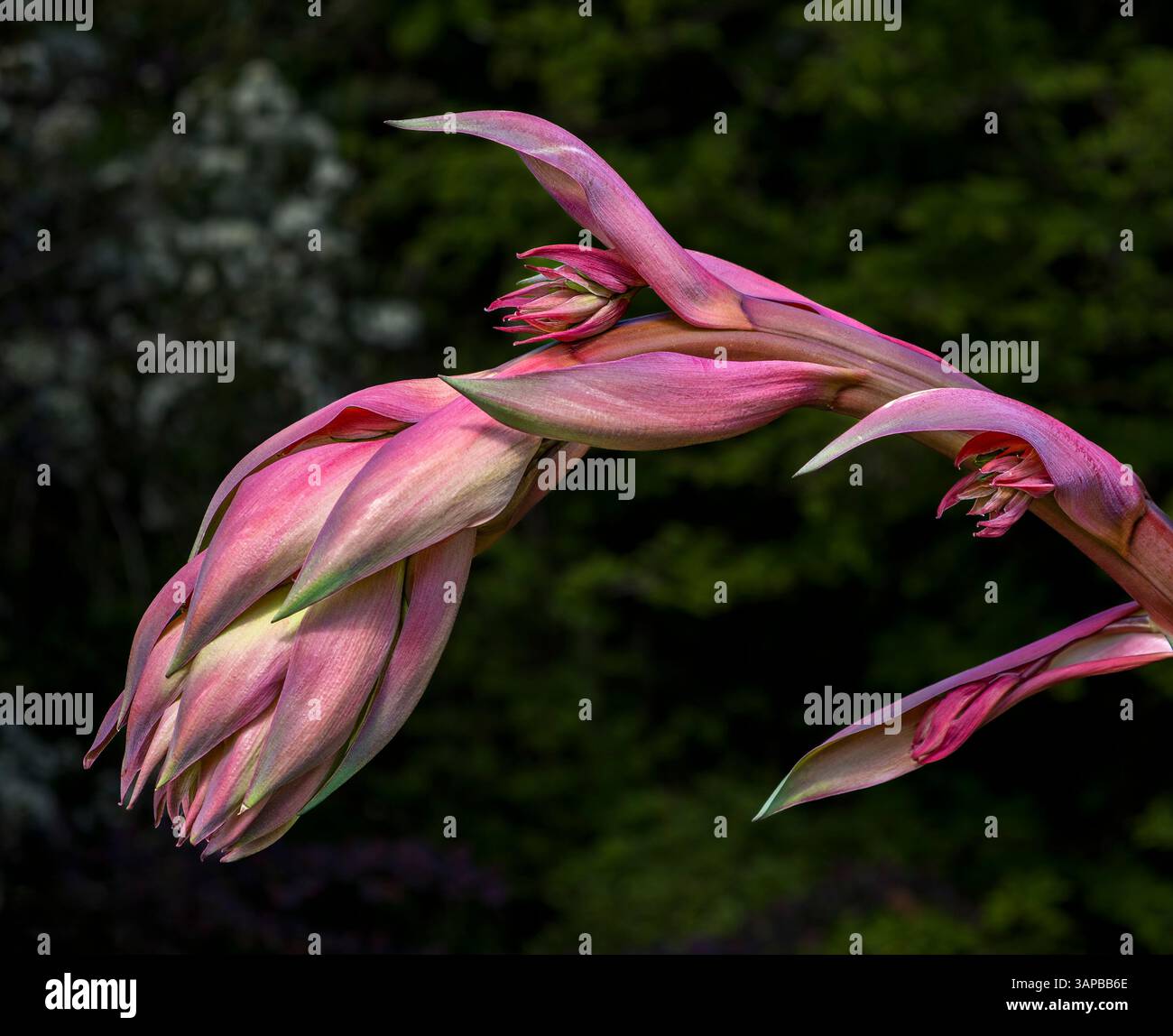 Tête de fleur ouvrante du Yucca gloriosa variegata. Rouges et roses sur de grands pétales avec des pointes vertes. Banque D'Images