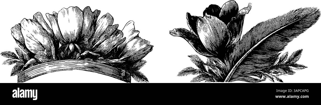 Collection vintage de gravure florale et plume pour le design et la décoration. Illustration de Vecteur