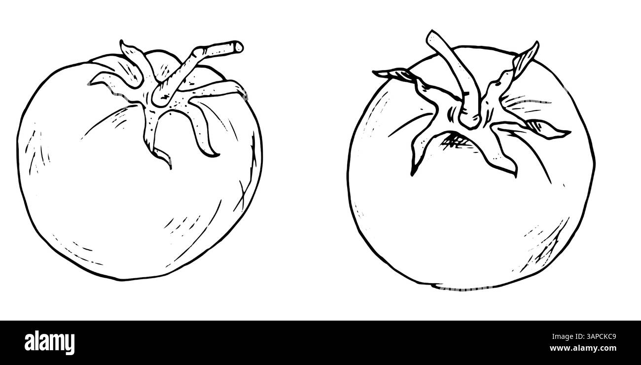 Une tomate en forme de croquis. Illustration vectorielle noir et blanc. Un ensemble de tomates mûres sur un fond blanc. Légumes de tomate frais, sains Illustration de Vecteur