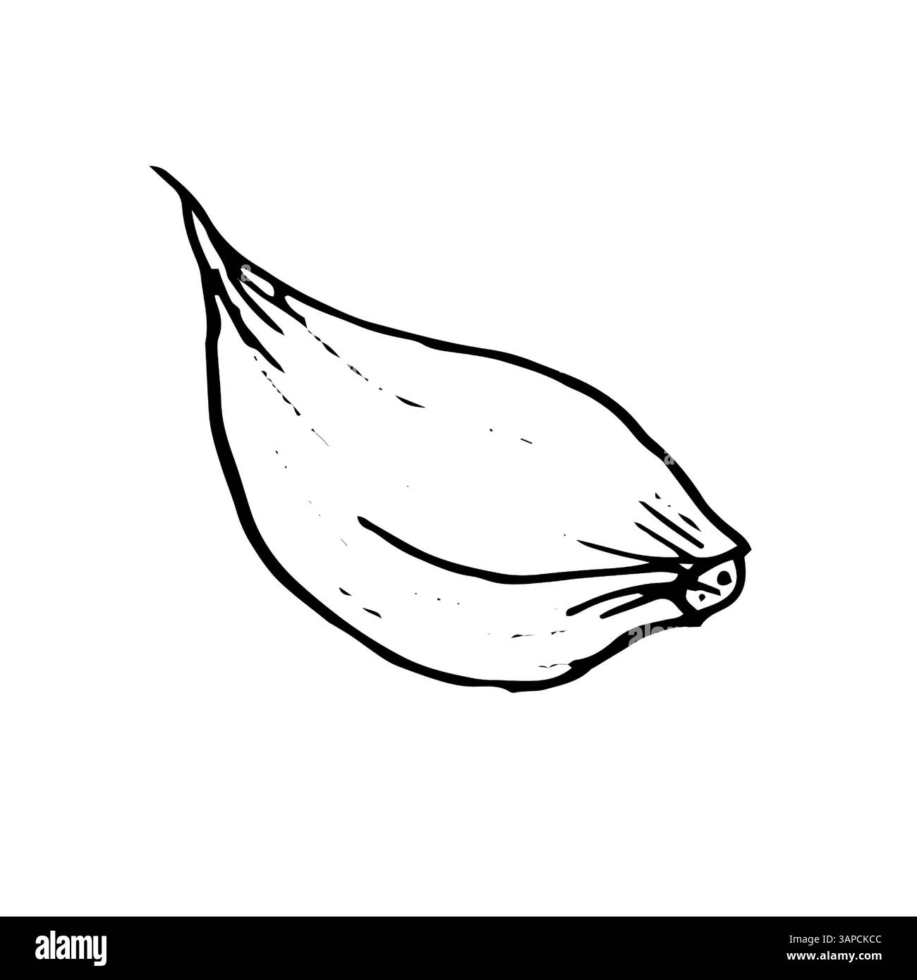 Croquis de gousses d'ail. Illustration vectorielle noir et blanc. Ensemble de gousses d'ail, sur un fond blanc. Légumes frais, épices et ingrédients de cuisine Illustration de Vecteur