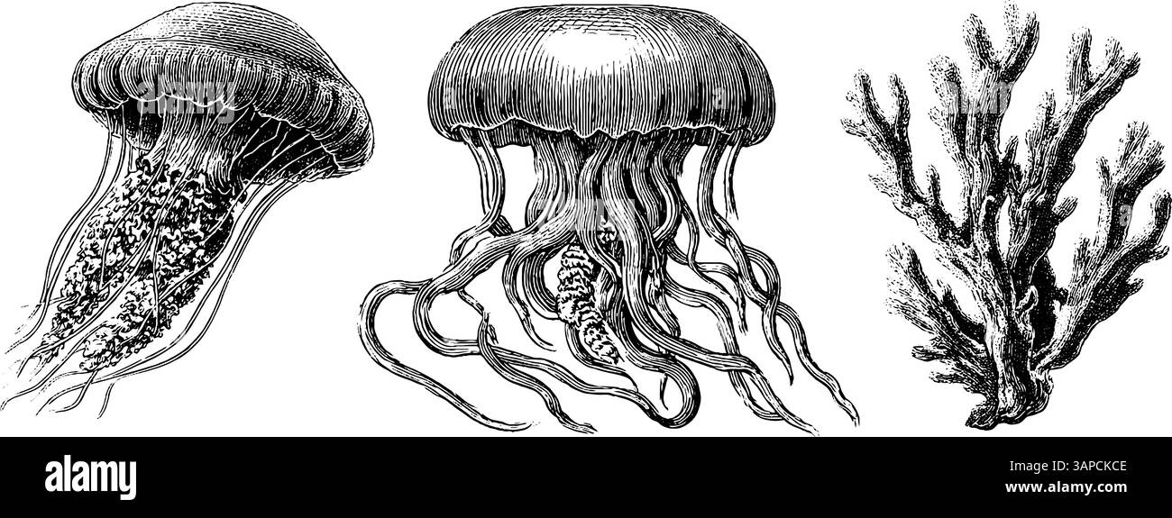 Œuvres d'art vintage Ocean Life mettant en vedette des méduses et des algues pour un design nautique. Illustration de Vecteur