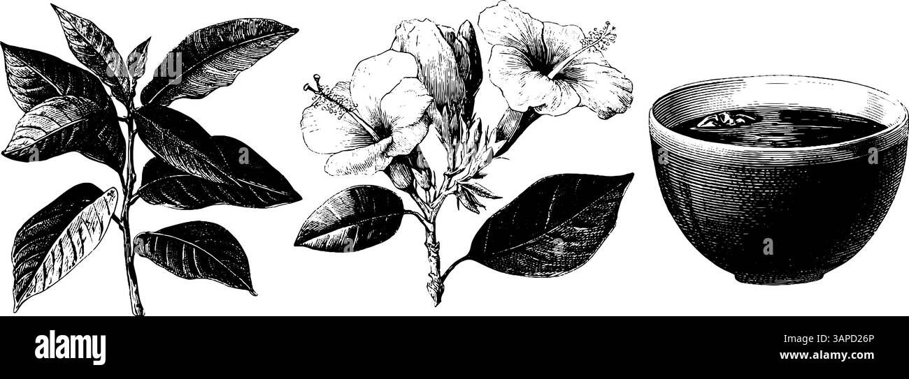 Éléments de nature tropicale sertis avec feuille, fleur et noix de coco. Illustration de Vecteur