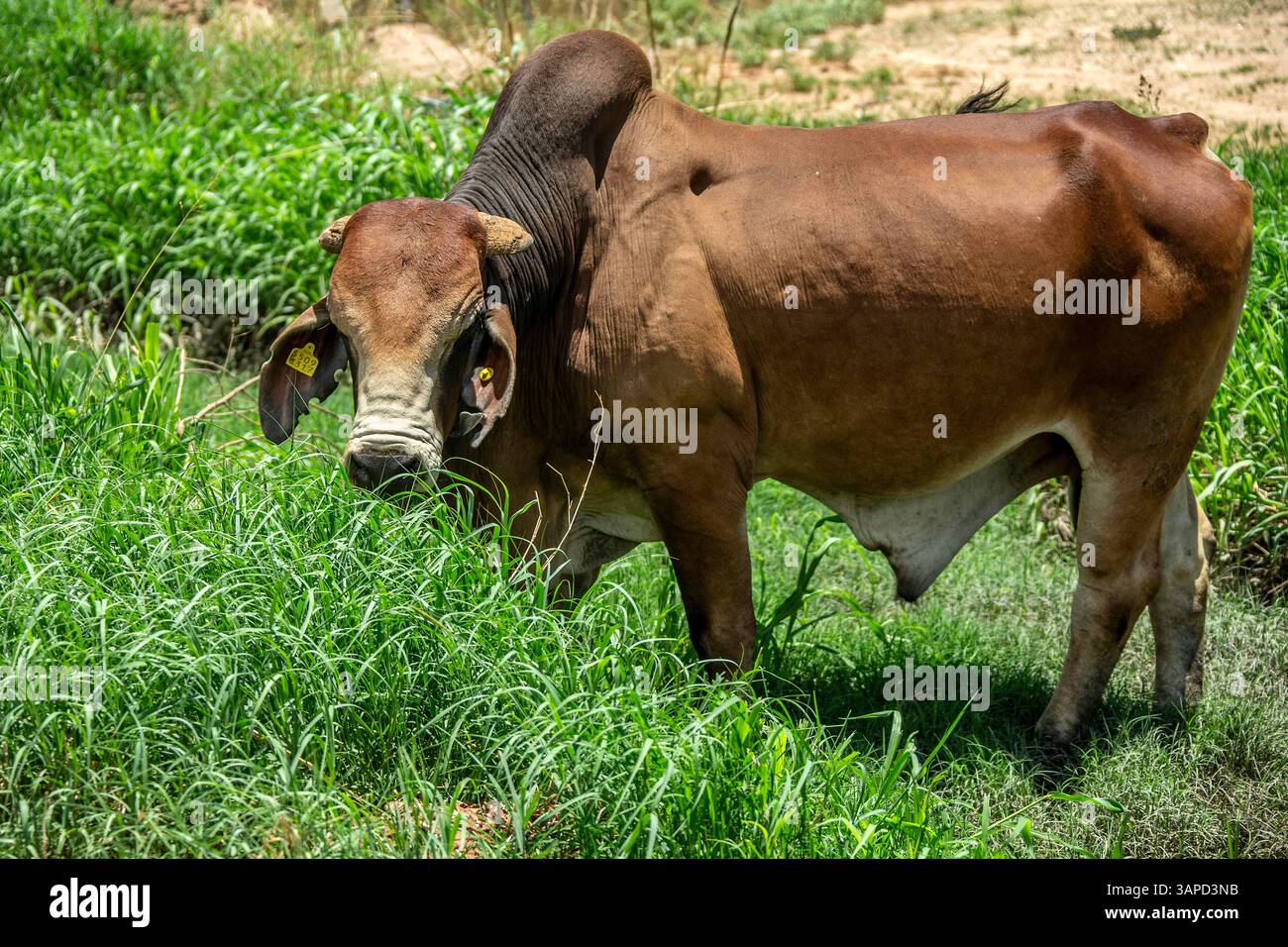 Red Brahman Bull, avec la bosse charectériste, pâturant sur l'herbe verte luxuriante en Namibie. Banque D'Images