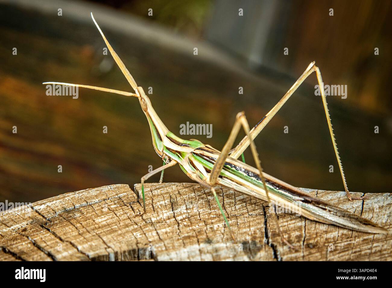 Un insecte brun et vert s'étirant vers le haut sur une souche d'arbre. Banque D'Images