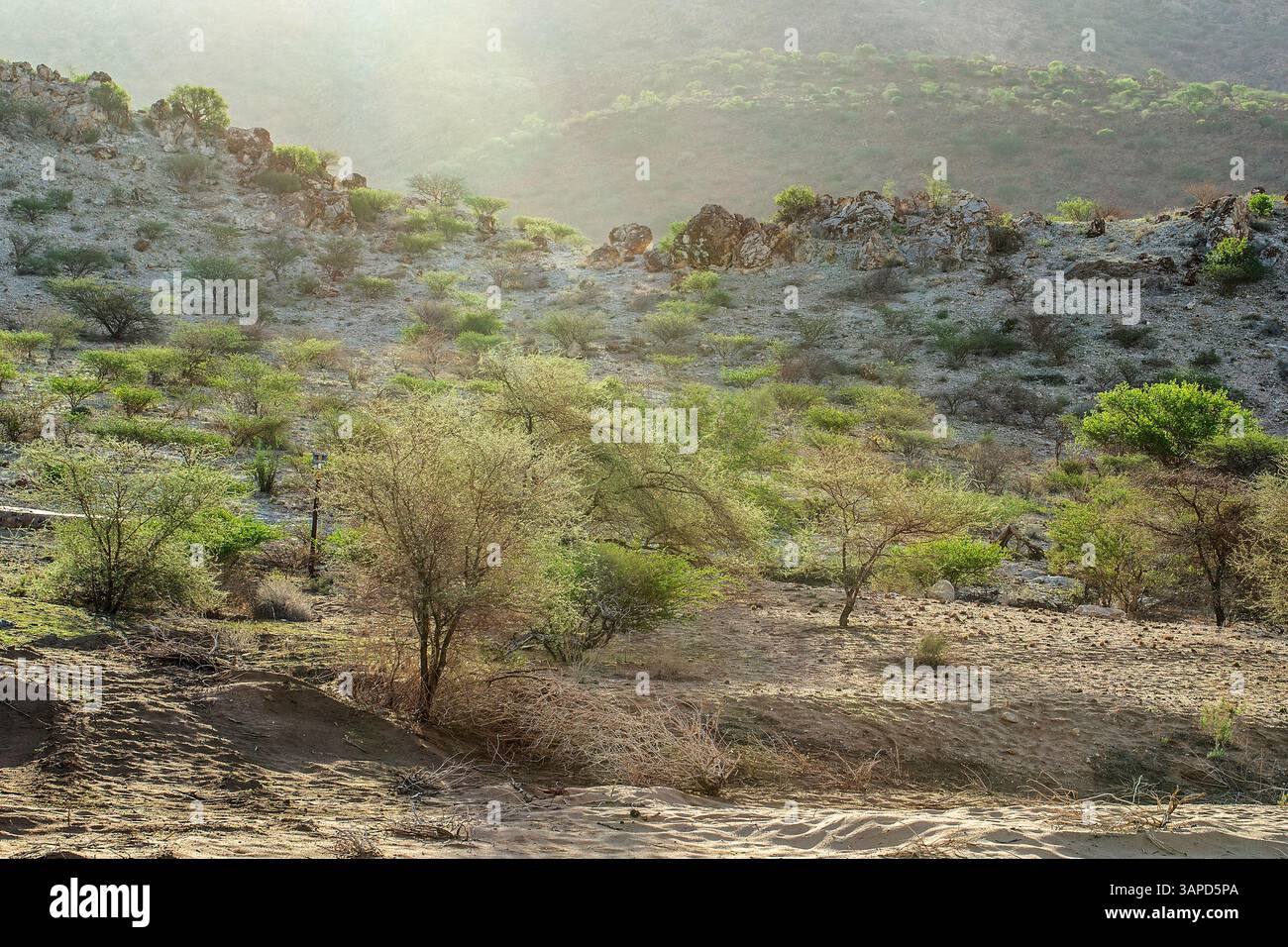Broussailles en transition vers la brousse par un lit de rivière sec et éphémère en Namibie - tiré au soleil alors qu'il coule. Banque D'Images