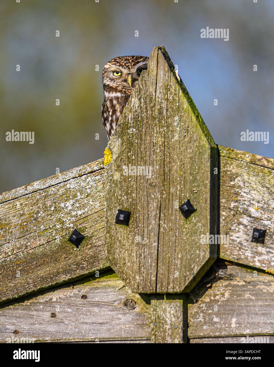 Petit Hibou Banque D'Images