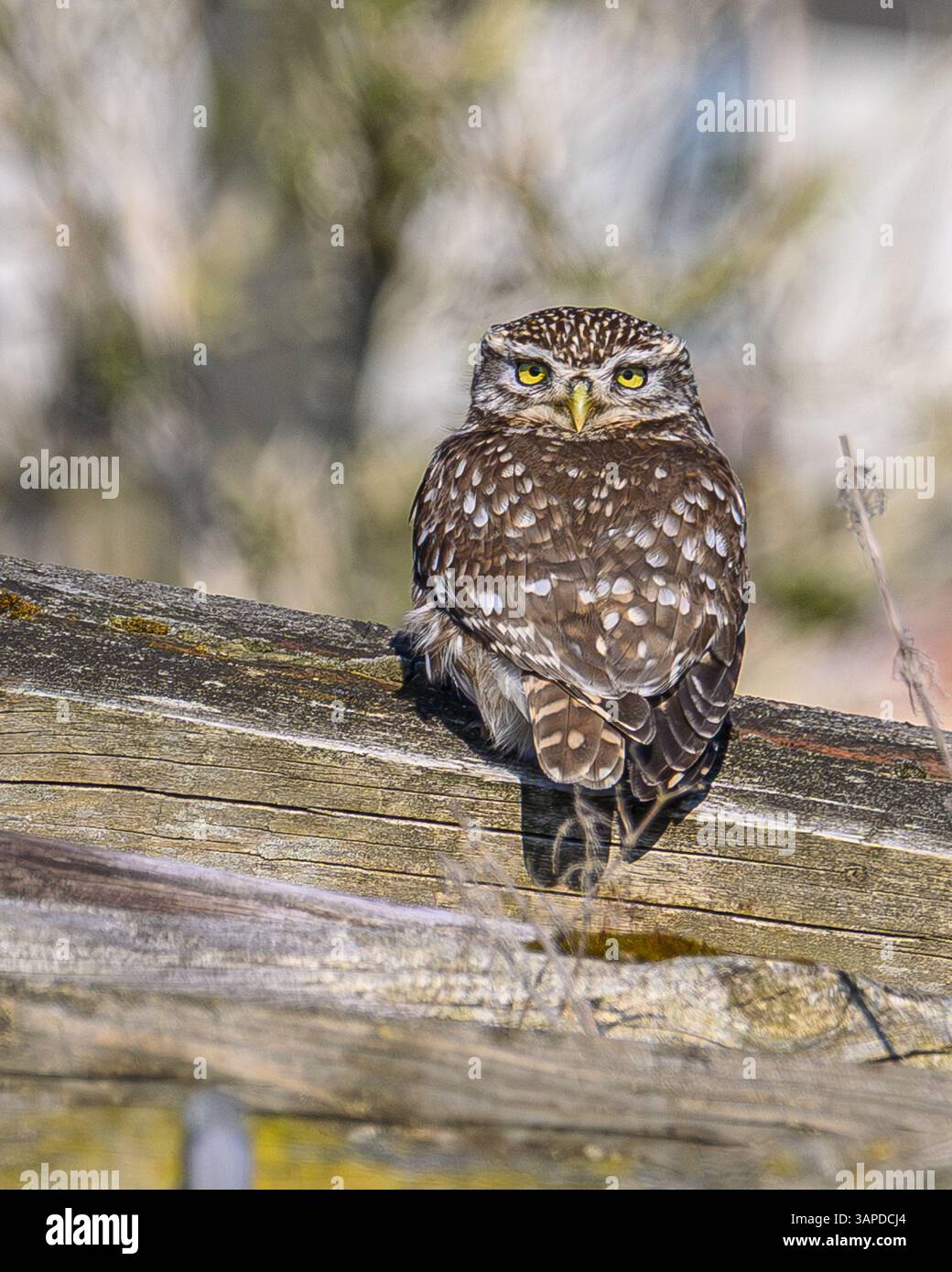 Petit Hibou Banque D'Images