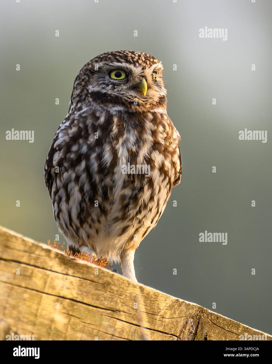 Petit Hibou Banque D'Images